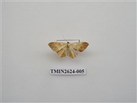 藏品(尺蛾144)的圖片